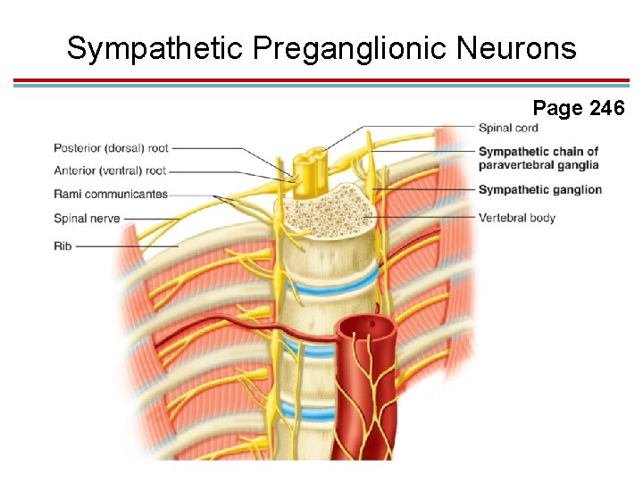 Sympathetic Preganglionic Neurons Page 246 