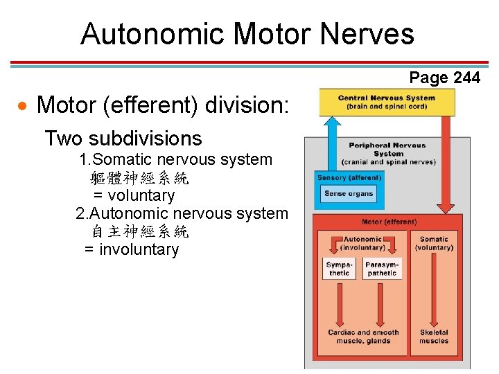 Autonomic Motor Nerves Page 244 · Motor (efferent) division: Two subdivisions 1. Somatic nervous