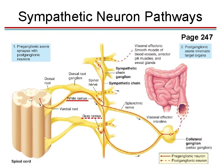 Sympathetic Neuron Pathways Page 247 