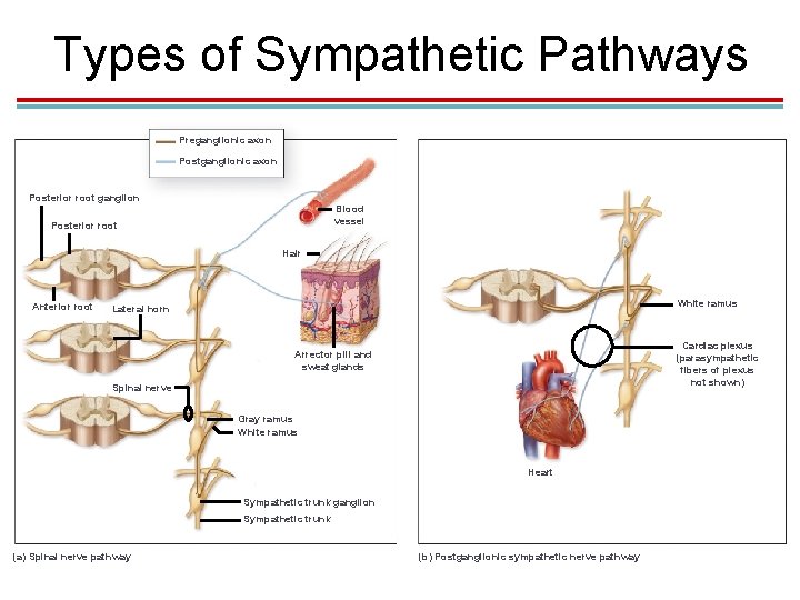 Types of Sympathetic Pathways Preganglionic axon Posterior root ganglion Blood vessel Posterior root Hair