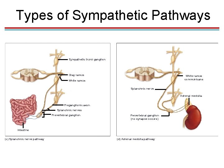 Types of Sympathetic Pathways Sympathetic trunk ganglion Gray ramus White ramus communicans White ramus