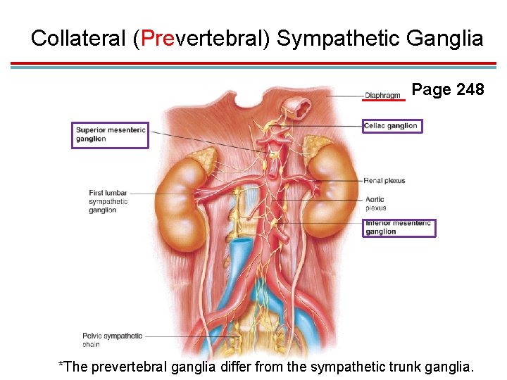 Collateral (Prevertebral) Sympathetic Ganglia Page 248 *The prevertebral ganglia differ from the sympathetic trunk