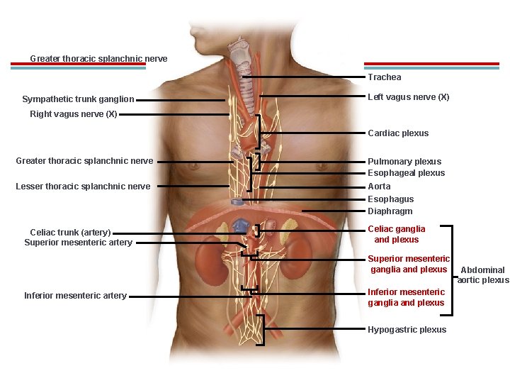 Greater thoracic splanchnic nerve Trachea Sympathetic trunk ganglion Left vagus nerve (X) Right vagus
