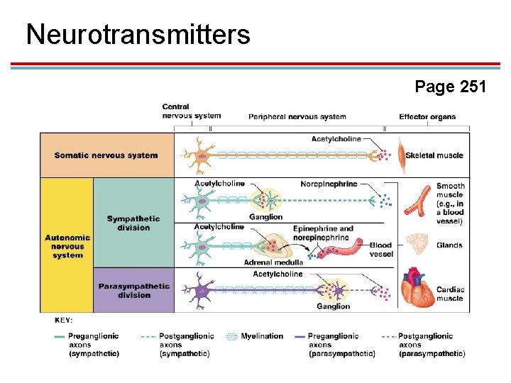 Neurotransmitters Page 251 