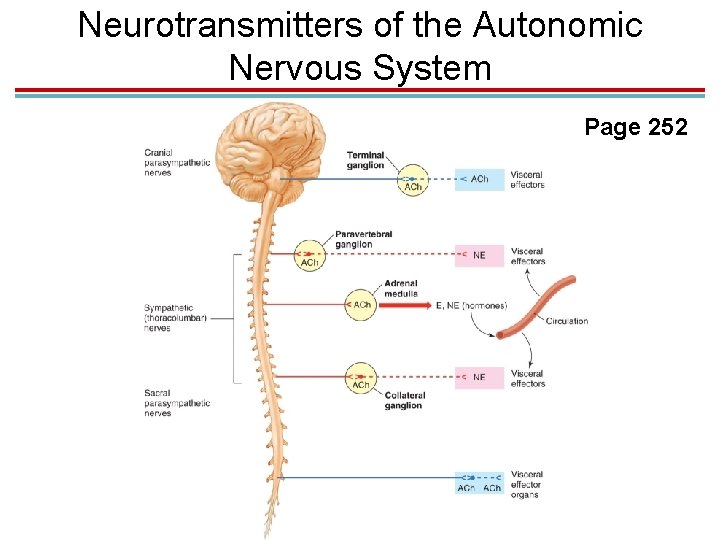 Neurotransmitters of the Autonomic Nervous System Page 252 
