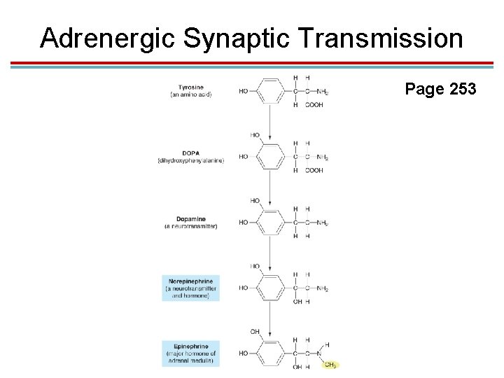 Adrenergic Synaptic Transmission Page 253 