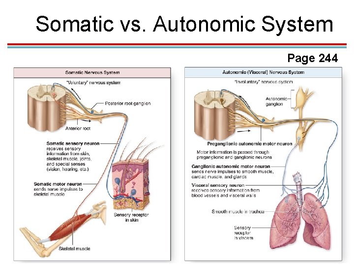 Somatic vs. Autonomic System Page 244 