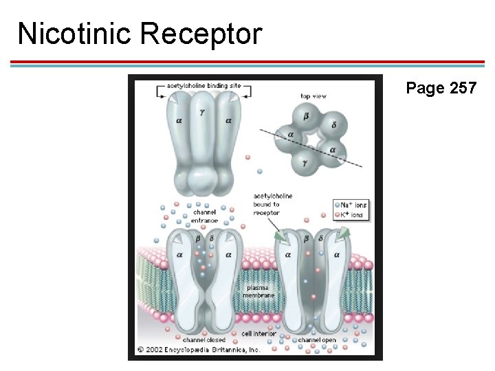 Nicotinic Receptor Page 257 