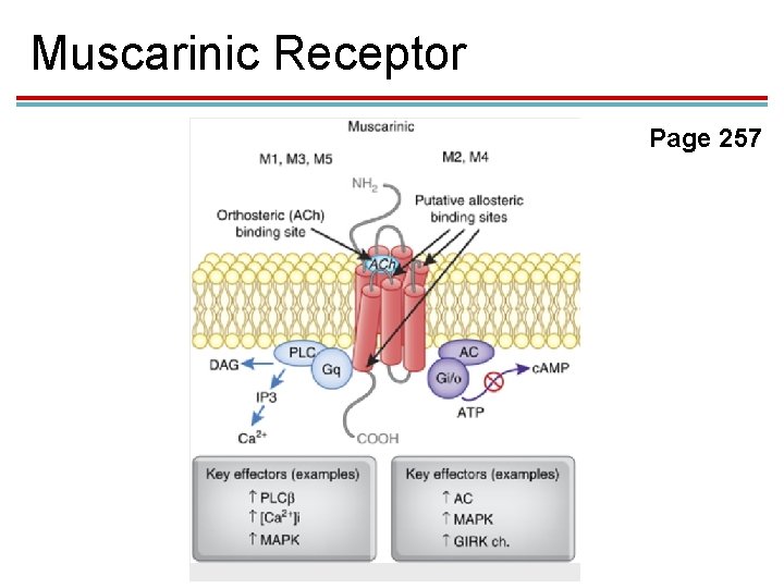 Muscarinic Receptor Page 257 