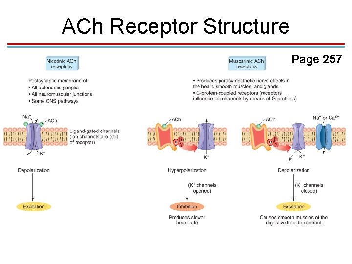 ACh Receptor Structure Page 257 