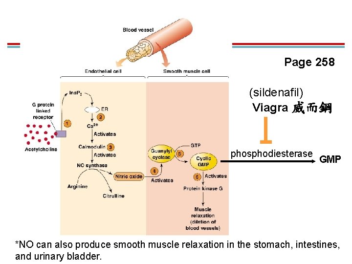 Page 258 (sildenafil) Viagra 威而鋼 phosphodiesterase GMP *NO can also produce smooth muscle relaxation