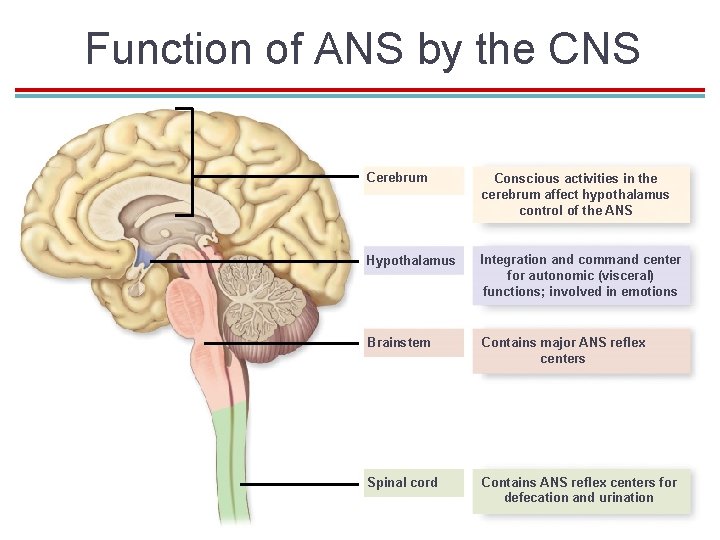 Function of ANS by the CNS Cerebrum Conscious activities in the cerebrum affect hypothalamus