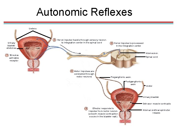 Autonomic Reflexes Ureters Urinary bladder stretches 2 Nerve impulse travels through sensory neuron to