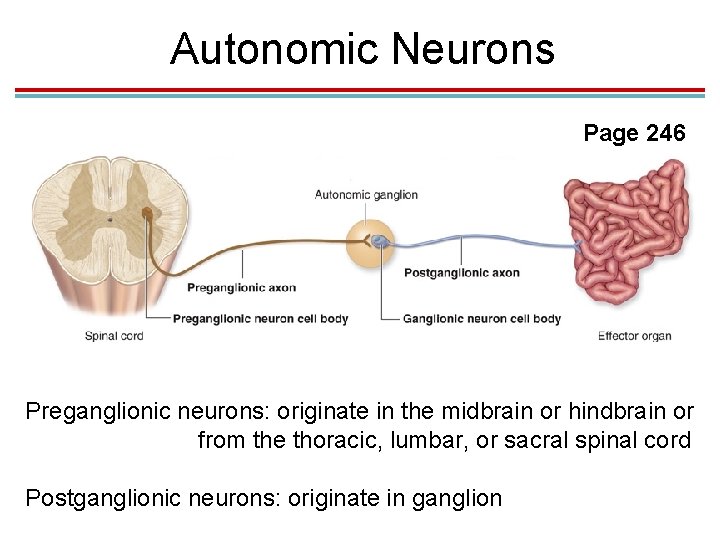 Autonomic Neurons Page 246 Preganglionic neurons: originate in the midbrain or hindbrain or from