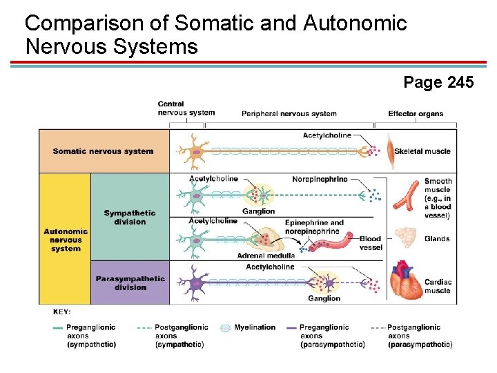 Comparison of Somatic and Autonomic Nervous Systems Page 245 