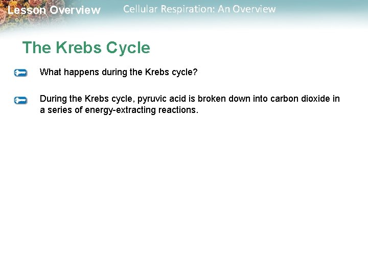 Lesson Overview Cellular Respiration: An Overview The Krebs Cycle What happens during the Krebs