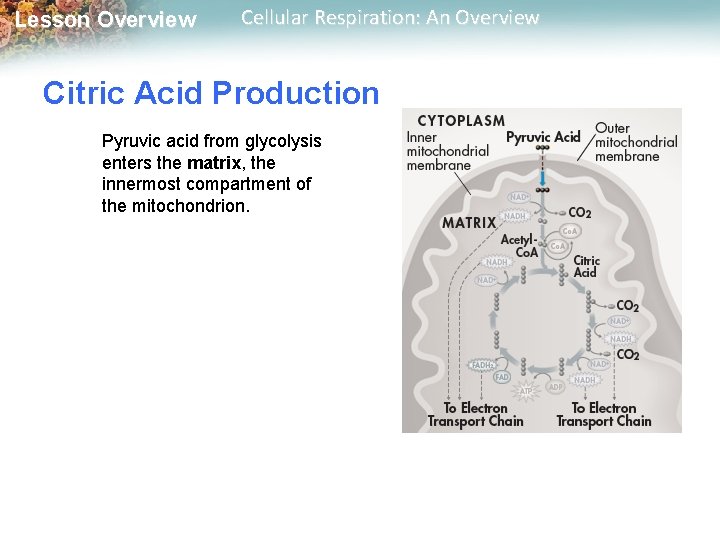 Lesson Overview Cellular Respiration: An Overview Citric Acid Production Pyruvic acid from glycolysis enters