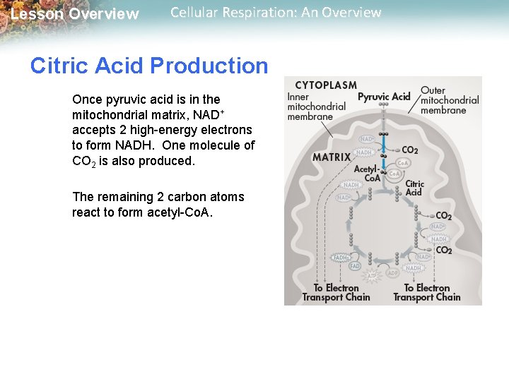 Lesson Overview Cellular Respiration: An Overview Citric Acid Production Once pyruvic acid is in