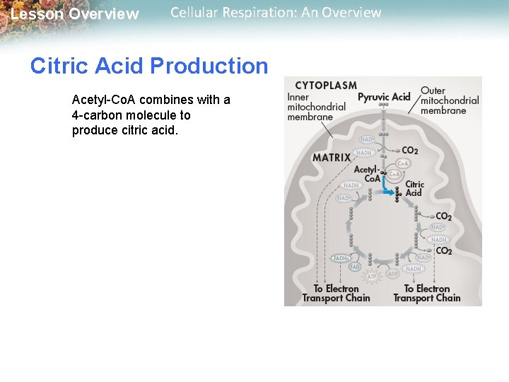 Lesson Overview Cellular Respiration: An Overview Citric Acid Production Acetyl-Co. A combines with a