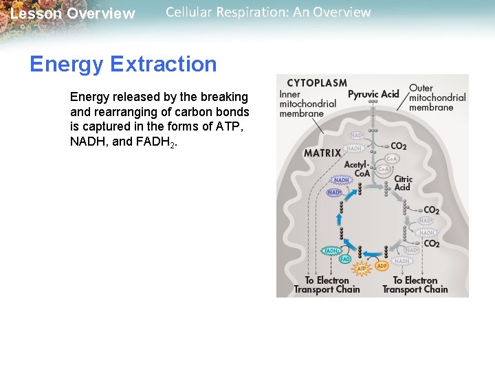 Lesson Overview Cellular Respiration: An Overview Energy Extraction Energy released by the breaking and