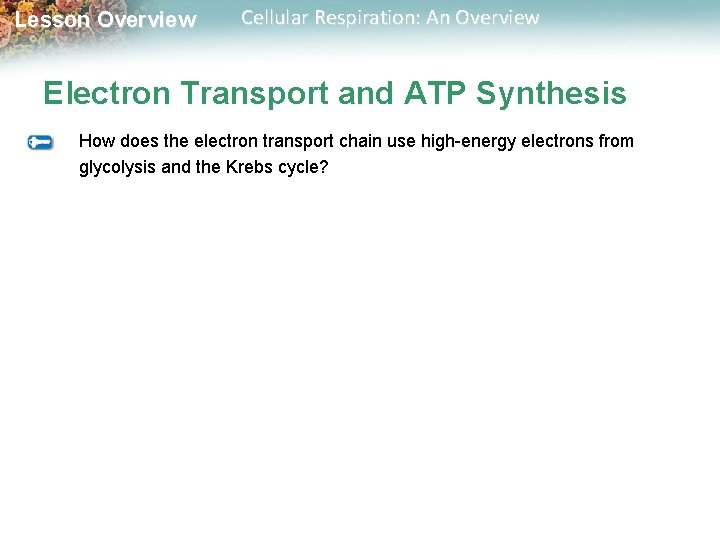 Lesson Overview Cellular Respiration: An Overview Electron Transport and ATP Synthesis How does the