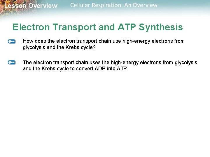 Lesson Overview Cellular Respiration: An Overview Electron Transport and ATP Synthesis How does the