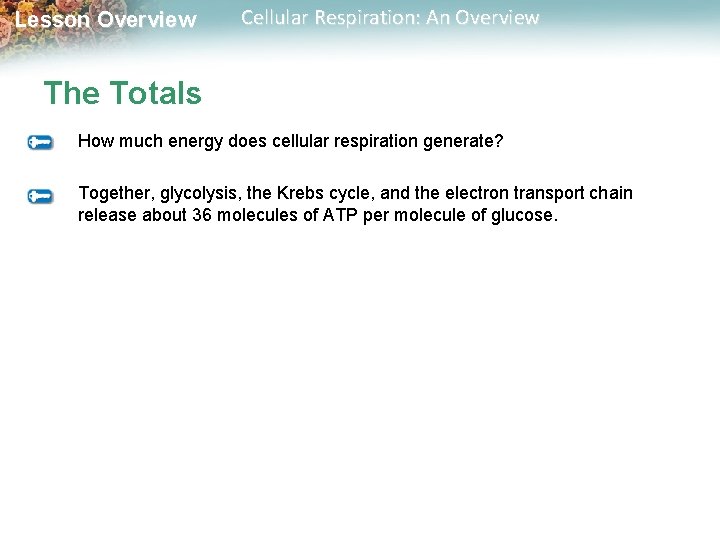 Lesson Overview Cellular Respiration: An Overview The Totals How much energy does cellular respiration