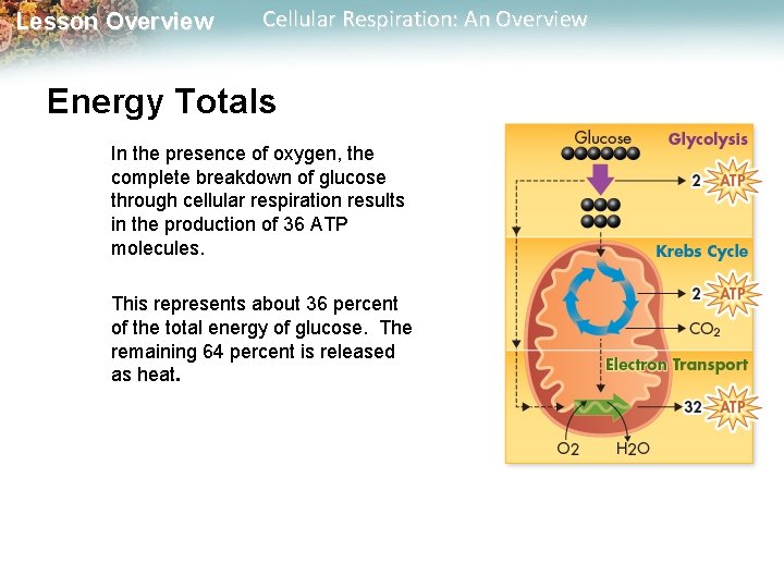 Lesson Overview Cellular Respiration: An Overview Energy Totals In the presence of oxygen, the
