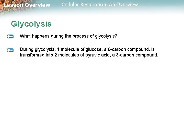 Lesson Overview Cellular Respiration: An Overview Glycolysis What happens during the process of glycolysis?