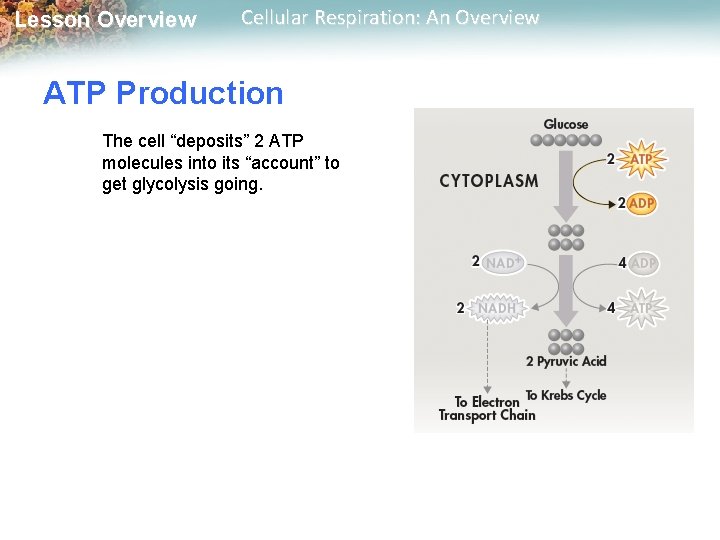 Lesson Overview Cellular Respiration: An Overview ATP Production The cell “deposits” 2 ATP molecules