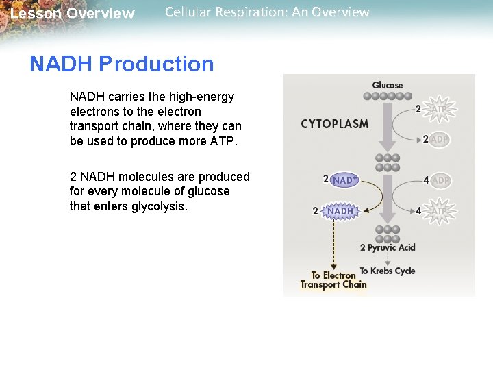 Lesson Overview Cellular Respiration: An Overview NADH Production NADH carries the high-energy electrons to