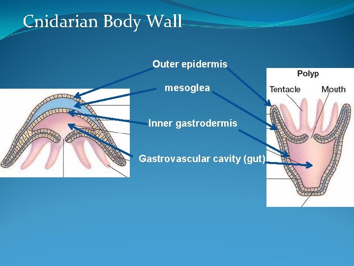 Cnidarian Body Wall Outer epidermis mesoglea Inner gastrodermis Gastrovascular cavity (gut) 