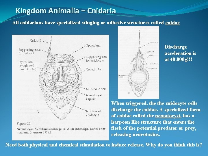 Kingdom Animalia – Cnidaria All cnidarians have specialized stinging or adhesive structures called cnidae
