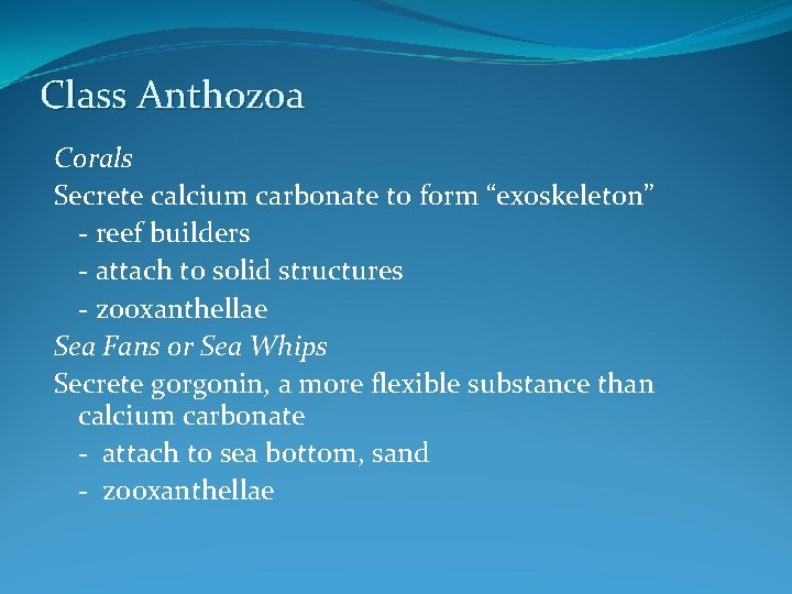 Class Anthozoa Corals Secrete calcium carbonate to form “exoskeleton” - reef builders - attach