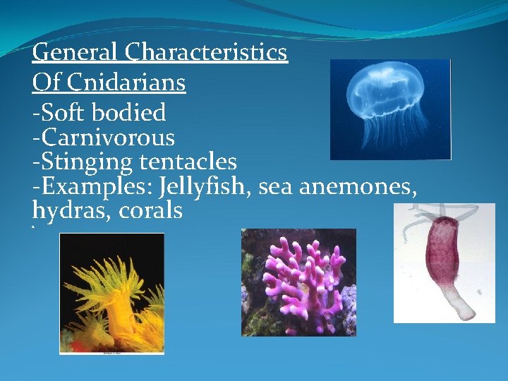 General Characteristics Of Cnidarians -Soft bodied -Carnivorous -Stinging tentacles -Examples: Jellyfish, sea anemones, hydras,