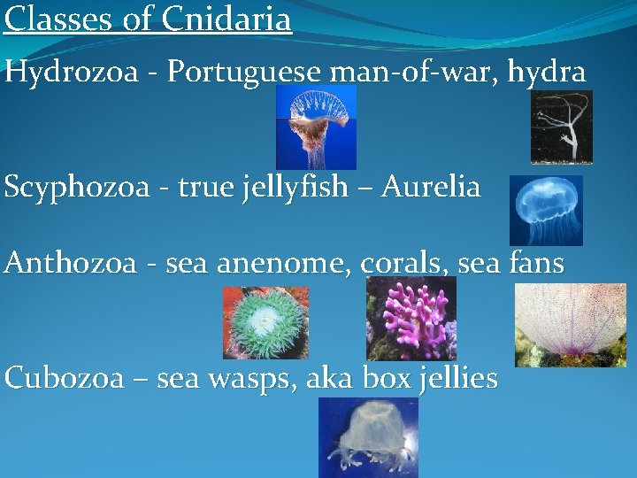 Classes of Cnidaria Hydrozoa - Portuguese man-of-war, hydra Scyphozoa - true jellyfish – Aurelia