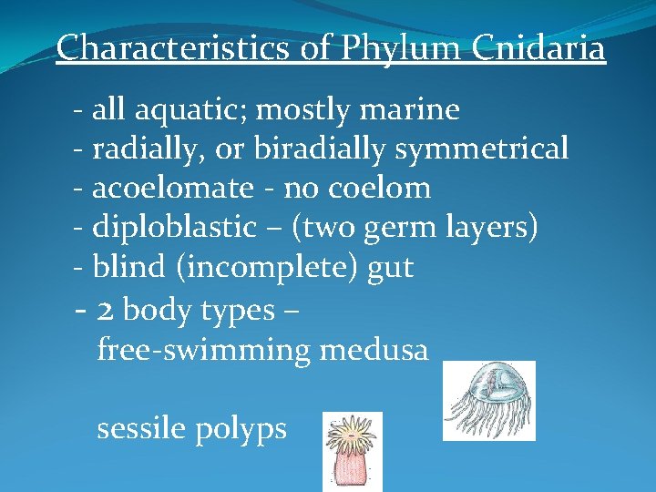 Characteristics of Phylum Cnidaria - all aquatic; mostly marine - radially, or biradially symmetrical