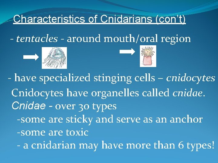 Characteristics of Cnidarians (con’t) - tentacles - around mouth/oral region - have specialized stinging