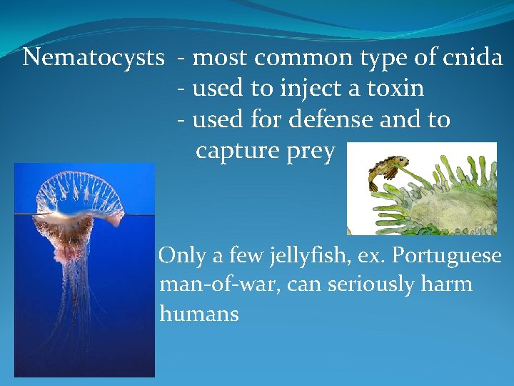 Nematocysts - most common type of cnida - used to inject a toxin -