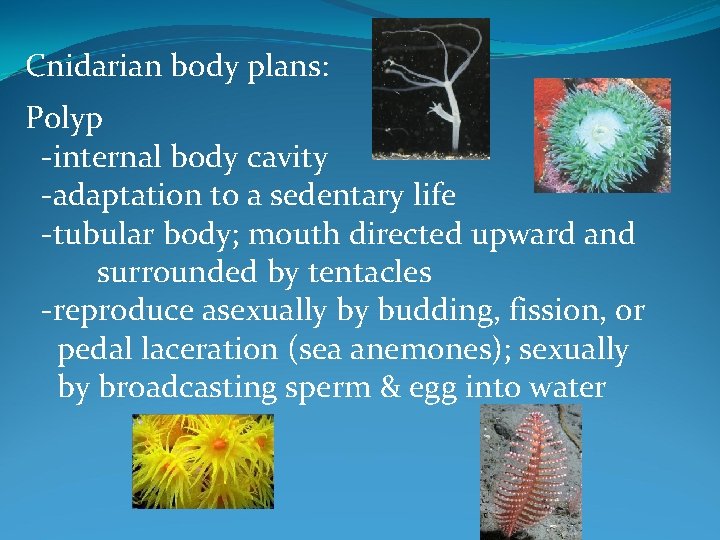 Cnidarian body plans: Polyp -internal body cavity -adaptation to a sedentary life -tubular body;