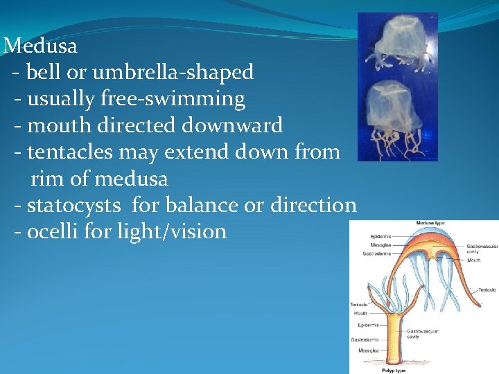 Medusa - bell or umbrella-shaped - usually free-swimming - mouth directed downward - tentacles