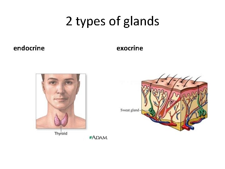 2 types of glands endocrine exocrine 