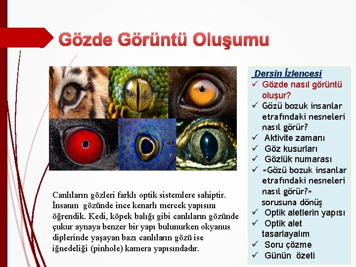 Gözde Görüntü Oluşumu Canlıların gözleri farklı optik sistemlere sahiptir. İnsanın gözünde ince kenarlı mercek