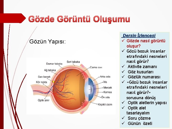 Gözde Görüntü Oluşumu Gözün Yapısı: Dersin İzlencesi ü Gözde nasıl görüntü oluşur? ü Gözü