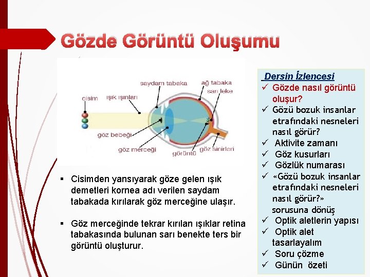 Gözde Görüntü Oluşumu § Cisimden yansıyarak göze gelen ışık demetleri kornea adı verilen saydam