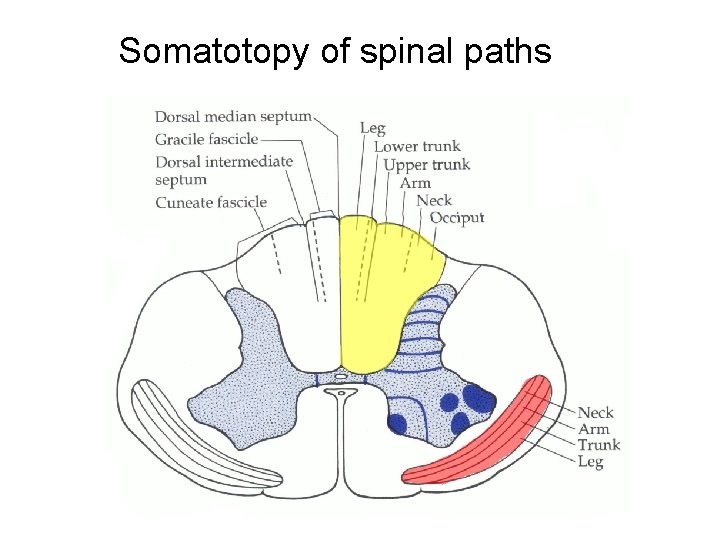 Somatotopy of spinal paths 
