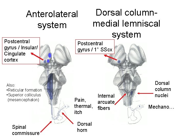 Anterolateral system Postcentral gyrus / Insular/ Cingulate cortex Also: • Reticular formation • Superior