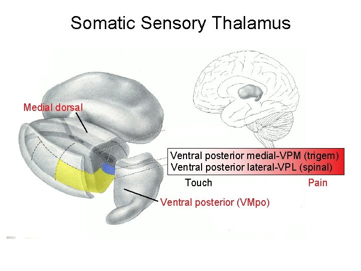 Somatic Sensory Thalamus Medial dorsal Ventral posterior medial-VPM (trigem) Ventral posterior lateral-VPL (spinal) Touch