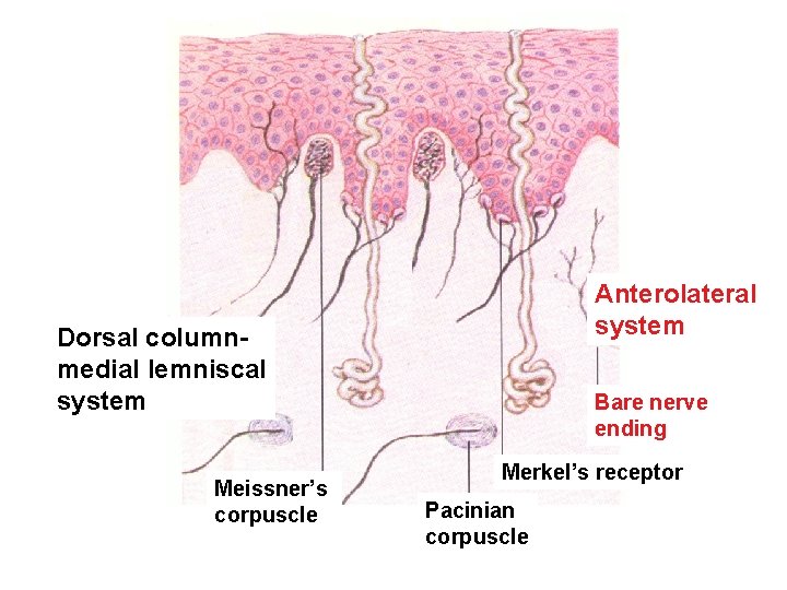 Anterolateral system Dorsal columnmedial lemniscal system Meissner’s corpuscle Bare nerve ending Merkel’s receptor Pacinian