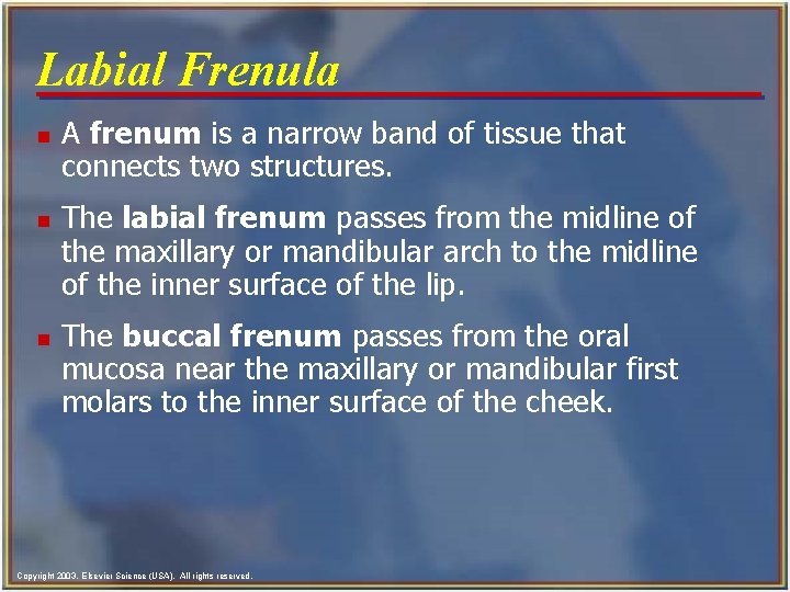 Labial Frenula n n n A frenum is a narrow band of tissue that Labial Frenula n n n A frenum is a narrow band of tissue that